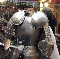 a dog dressed as a knight at a market